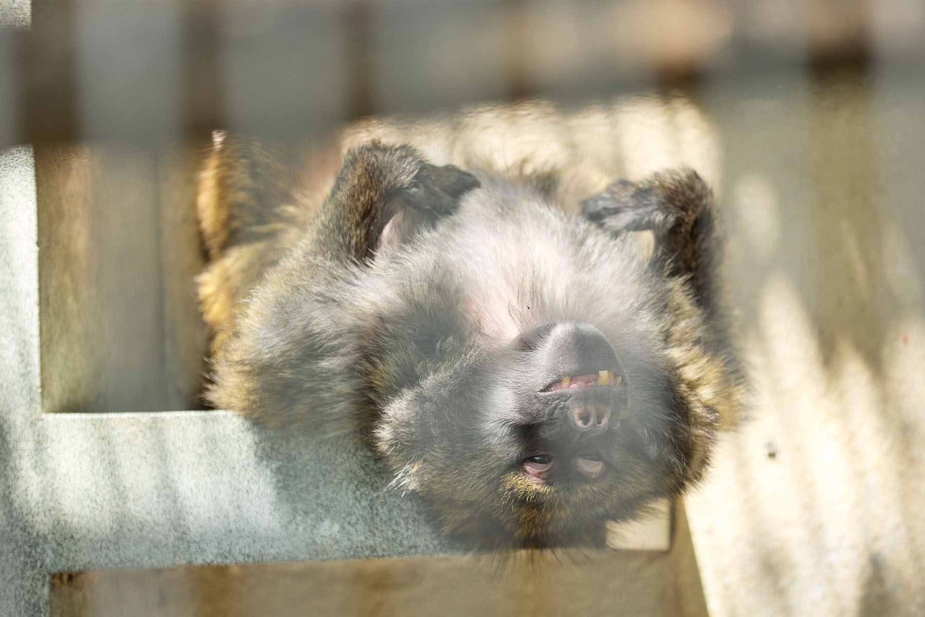 飯田市立動物園