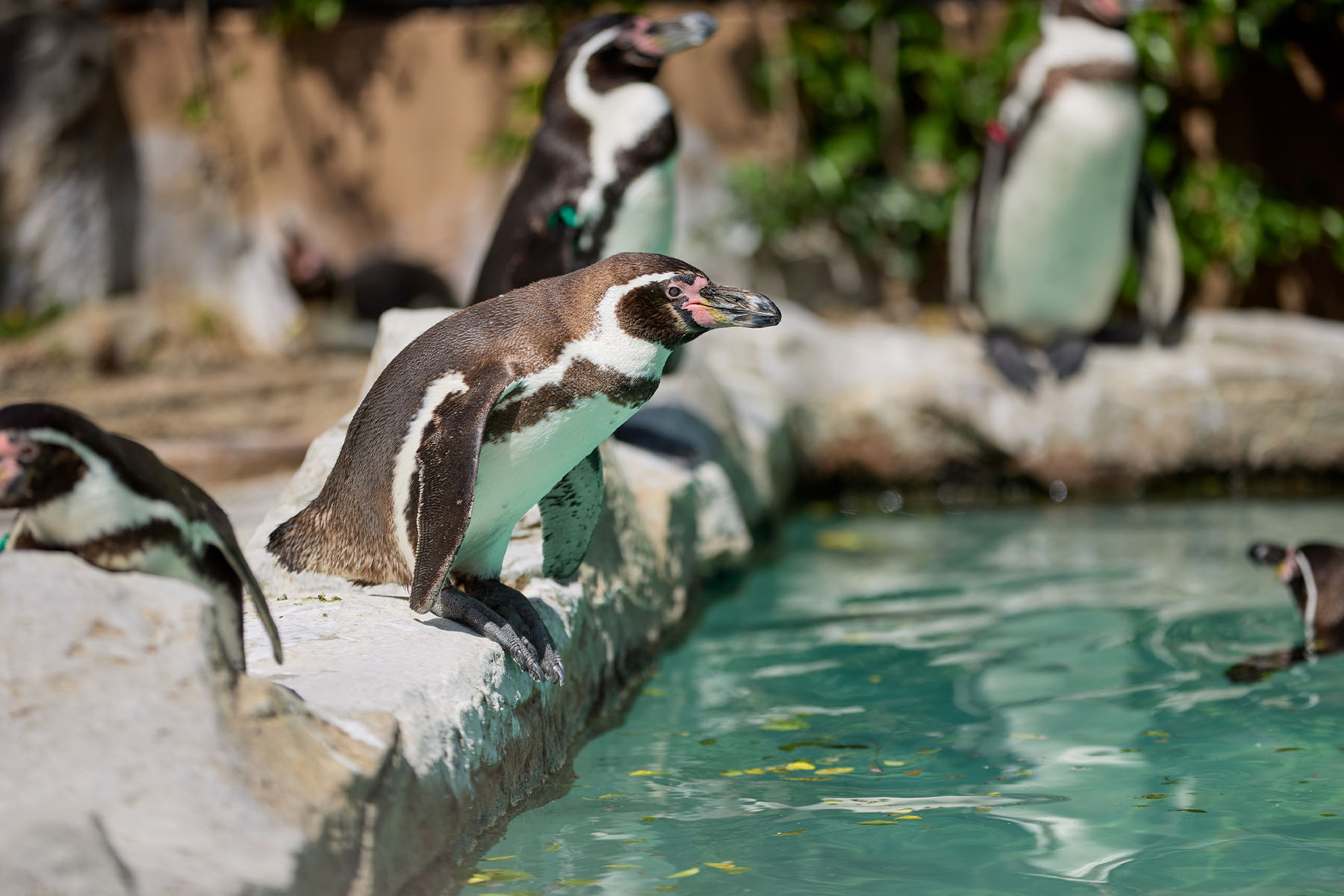 飯田市立動物園